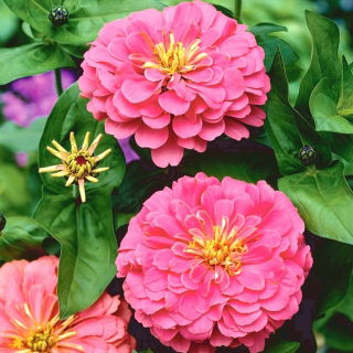 Цинния цветущая георгина "Иллюминация" - 120 семян - Zinnia elegans dahliaeflora - семена