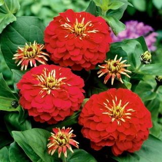Zinnia elegans – Dwarf - 90 siemenet - Punainen