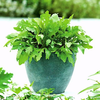 Domáce Záhrada - Raketa, Rukola - pre pestovanie vnútorných a balkónov - 200 semien - Eruca sativa - semená