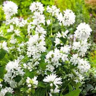 Vita Clustered Bellflower frön - Campanula glomerata alba - 2000 frön