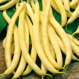 Yellow French bean "Polka - COATED SEEDS