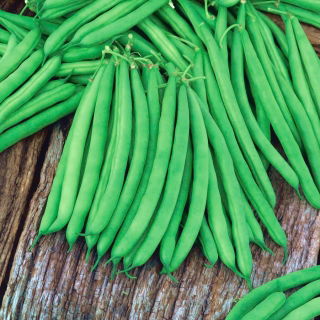 Buschbohne ‘Gracja’ Samen - Phaseolus vulgaris L. - 300 Samen -  