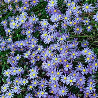 True Blue Daisy, Kingfisher Daisy frø - Felicia heterophylla - 140 frø