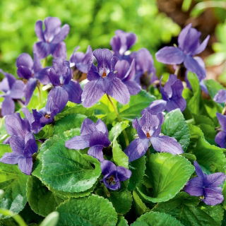 달콤한 바이올렛, 영어 바이올렛 씨앗 - 비올라 odorata - 120 씨앗 - Viola odorata