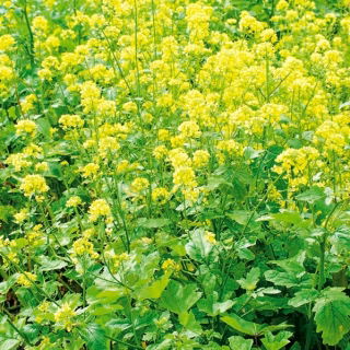 Horčica biela  - 5 kg - 650000 semien