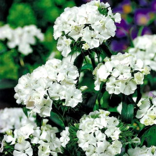 Vit Sweet William "Albus" - 450 frön - Dianthus barbatus