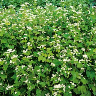 Hajdina - 1 kg - Fagopyrum esculentum - magok