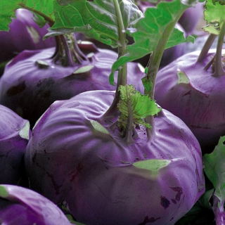 Purple Kohlrabi Alka seeds - Brassica oler convar. acephala var. gongylodes - 520 seeds