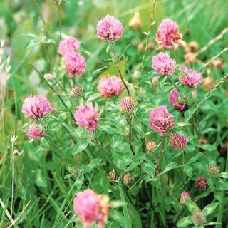Trevo vermelho - Dajana - 1 kg - 540000 sementes - Trifolium pratense