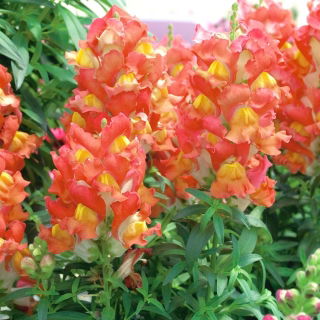 צומח לוע הארי "פורטוס" - כתום - Antirrhinum majus nanum - זרעים