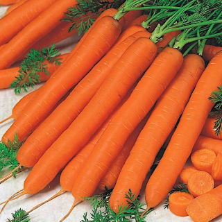 Морква "Ескімо F1" - пізній сорт - Daucus carota - насіння