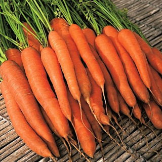 Carotte - Scarla - Daucus carota - graines
