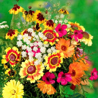Farfalla che attira le piante 'Butterfly Garden Mix' semi - 20 semi - 