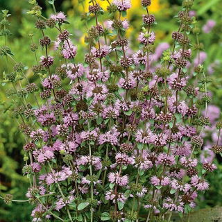 Busuioc cerbilor; Pennyrile, menta - 1500 de semințe - Mentha longifolia