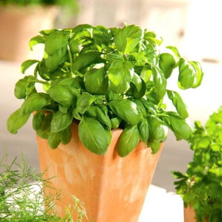 Mini garden - Green basil - untuk budaya balkon dan teras - Ocimum basilicum  - biji