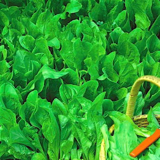 Taman mini - Chicory untuk daun segar, dipotong - untuk budaya balkoni dan teres - Cichorium intybus - benih