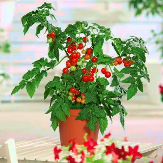 Mini Garden - Červené cherry paradajky - na pestovanie na balkónoch a terasách - Lycopersicon esculentum - semená