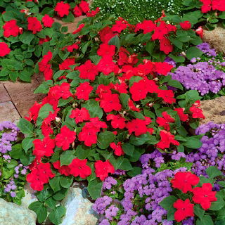 Balsamine de Waller - Impatiens walleriana - 180 graines