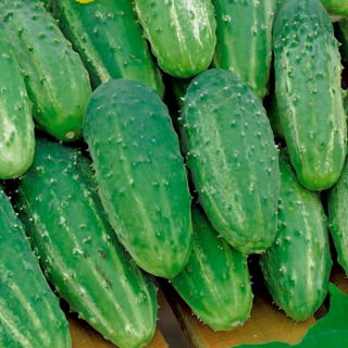 Freilandgurke  Parys Samen - Cucumis sativus - 70 Samen