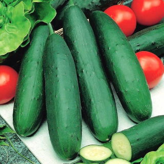 Pepino - Ines F1 - invernadero - 35 semillas - Cucumis sativus
