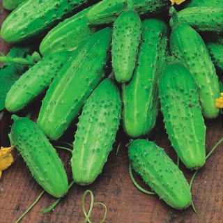 Krastavac "Lokata F1" - sorta otporna na bolesti koja ne preraste - 175 sjemenki - Cucumis sativus - sjemenke