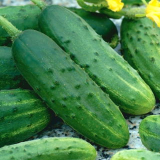 Almindelig Agurk – Osiris F1 - 175 frø - Cucumis sativus
