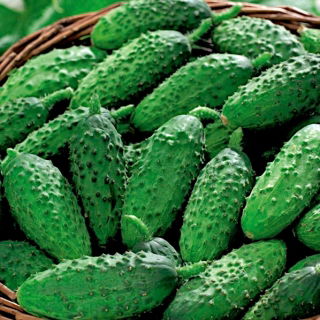 Salatalık "Rufus" - Kornişon, Salamura Çeşitleri - 90 Tohum - Cucumis sativus - tohumlar