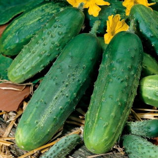 Concombre - Tarot F1 - 175 graines - Cucumis sativus