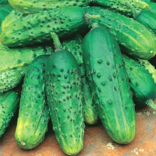 Cucumber "Zephyr F1" - field variety with strong growth - 175 seeds