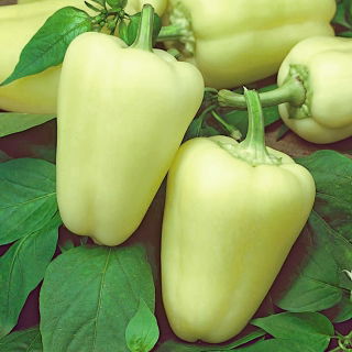 Paprikát - Citrina - Capsicum L. - magok