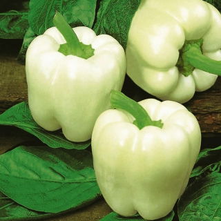 Paprika - Hallo - Capsicum annuum - Hallo - magok
