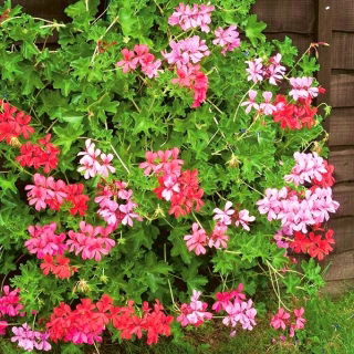 Pelargónie listnaté "Speedy mixed"; kaskádové pelargónie - 10 semien - Pellargonium peltatum F2 hybrids - semená