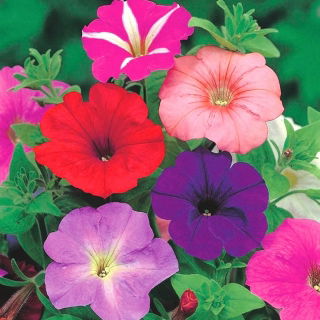 Petunia "Cascade" - multicolour variety mix "Superkaskadia" - 12 seeds
