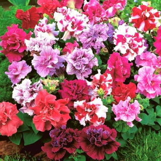Petunia Double Cascade Mix seeds - Petunia x hybrida - 50 seeds