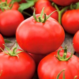 Tomato "Alka" - early, dwarf variety - SEED TAPE