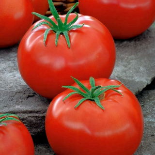 Tomate 'Pedro' - für Gewächshäuser oder unter Schutzabdeckungen, ​lagerfähige Sorte