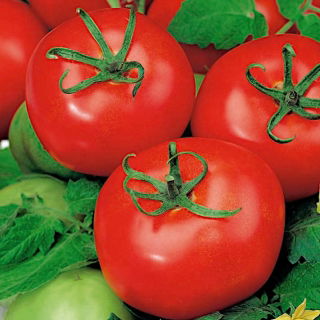 Tomate 'Sabała' - Freilandtomate mit der kompakten, dichten Wuchsform