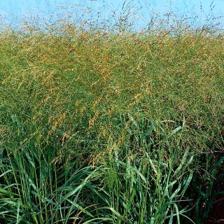 Miglio - giallo - 1 kg - Panicum miliaceum - semi