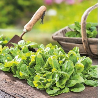 Kukorica saláta - 100 g; közönséges kukorica saláta, bárány saláta, moha, fetticus, feldsalat, dió saláta, mezősaláta, rapunzel - 