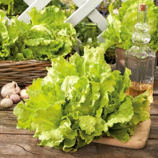 Alface Iceberg - Goplana - 450 sementes - Lactuca sativa L.
