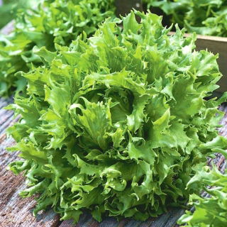 Lechuga iceberg - Regina Dei Ghiacci - BIO - 475 semillas - Lactuca sativa L.
