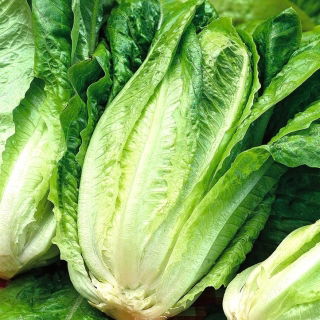Kötözősaláta - Lentissima a Montare 3 - zöld - 950 magok - Lactuca sativa L. var. longifolia
