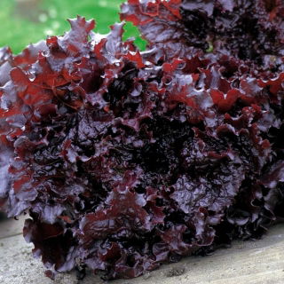 חסה "אפאצ 'י" - מאוד נוי, מתוק ומלוח - 1250 זרעים - Lactuca Sativa L. var. capitata 