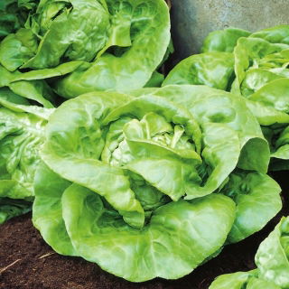 Butterhead lettuce "Nochowska" - ideal for sandwiches - 1800 seeds