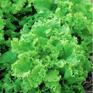 الميدان ، خس من نوع باتافيا "Reglice" - Lactuca sativa var. capitata - ابذرة