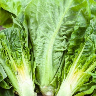Laitue romaine - Liwia - Lactuca sativa L. var. longifolia - graines