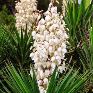 Yucca, Ádám tűmagjai - Yucca filamentosa - 20 mag - magok