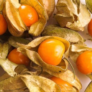Cape Gooseberry, Hạt anh đào đất - Physalis peruviana