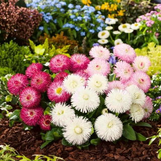 English Daisy Pomponette Mix seeds - Bellis perennis - 600 seeds