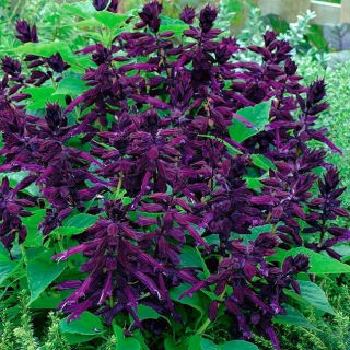Praktsalvia - violett - 84 frön - Salvia splendens